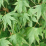 Acer palmatum.png